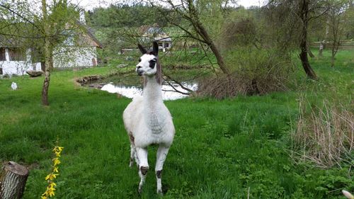 Horse standing on field