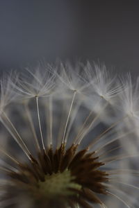 Dandelion seeds close-up