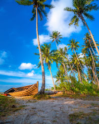 Palm trees on beach against sky