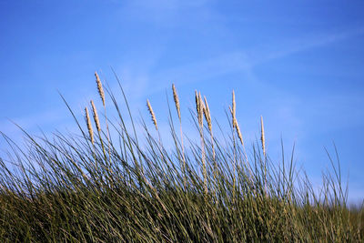 Scenic view of field against blue sky