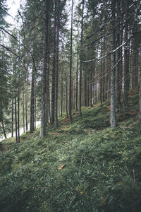 View of trees in forest