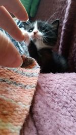 Cropped image of hand touching kitten on sofa