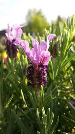 Close-up of purple flowers