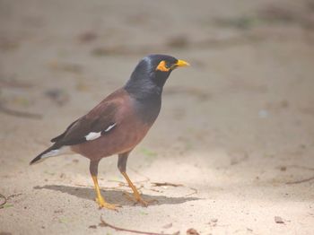Close-up of bird on sand