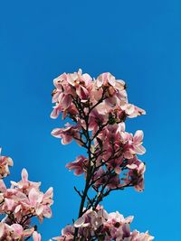Low angle view of cherry blossoms against clear blue sky