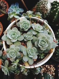 Close-up of succulent plant