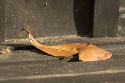 Close-up of dry maple leaves on wet street