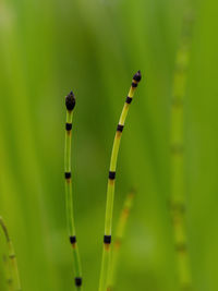 Close-up of green plant