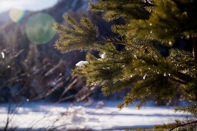 Close-up of pine tree during winter