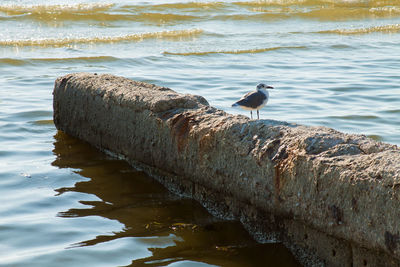 Bird perching on shore