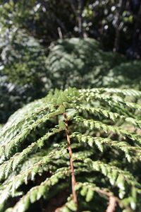 Close-up of snow on plant in forest