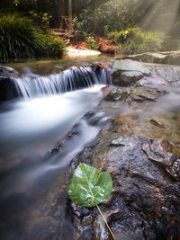 Scenic view of waterfall in forest