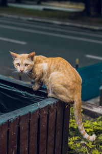 Cat resting on wood