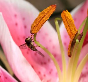 Close-up of insect on pink flower