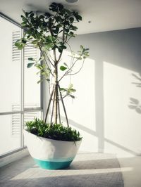 Potted plants on table at home