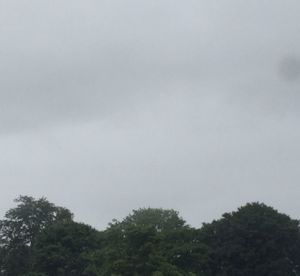 Low angle view of trees against sky