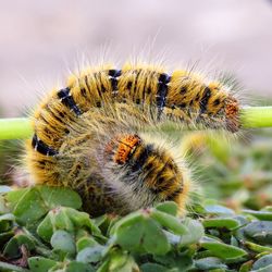 Close-up of insect on plant