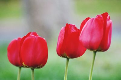 Close-up of red tulips in park