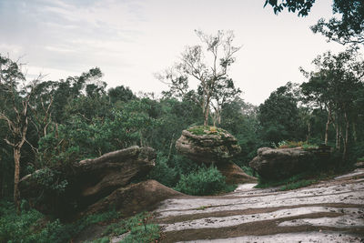 Trees and rocks in forest against sky
