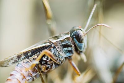 Close-up of grasshopper 