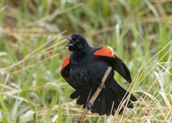 Close-up of a bird