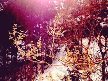 Trees growing against sky