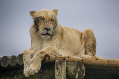 Portrait of a cat sitting on wood against sky