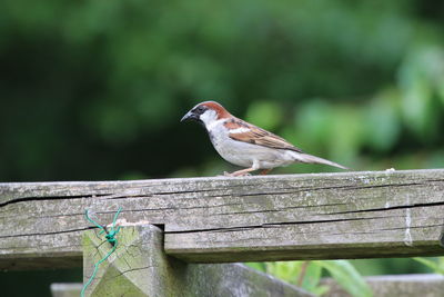 Close-up of bird perching on wood