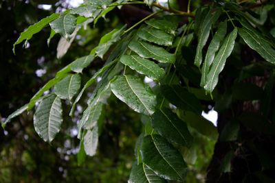 Close-up of wet leaves