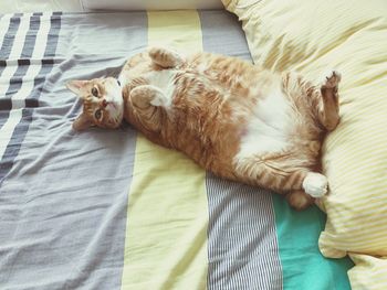 Close-up of dog sleeping on bed