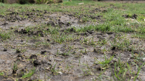 Full frame shot of dry grass on field