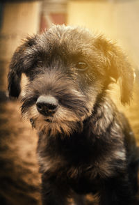 Close-up portrait of puppy