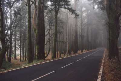 Road amidst trees in forest