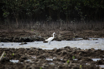 Seagull perching on a field