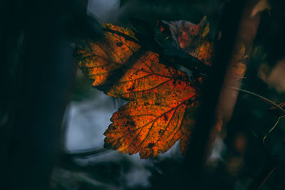 Close-up of maple leaf on tree during autumn