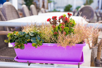 Close-up of potted plant