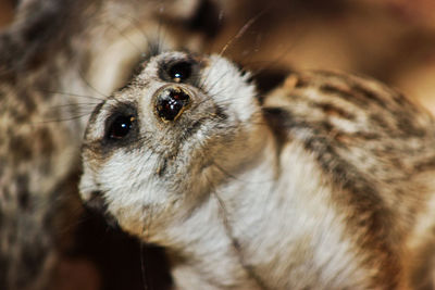 Close-up of an animal