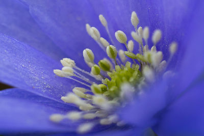 Close-up of purple flower blooming outdoors