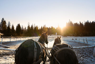 Rear view of horses on snowy field against forest and sky during winter