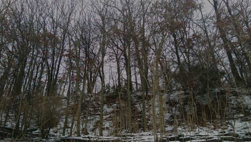 Low angle view of trees in forest