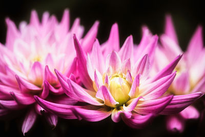 Close-up of pink water lily