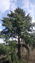 Low angle view of trees in forest against sky