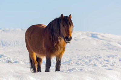 Horse on snowy field against sky