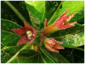 Close-up of raindrops on plant