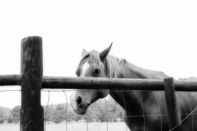 Horse in stable