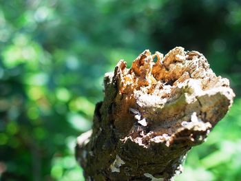 Close-up of tree branch