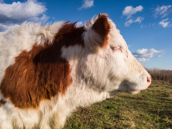 Close-up of cow on field