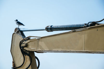 Low angle view of bird perching on metal against sky