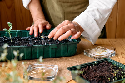 Hand's of woman sowing germinated seeds in mini greenhouse at home. home leisure growing seedlings