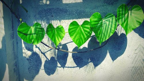 Green heart shape leaves on vine with shadow on wall